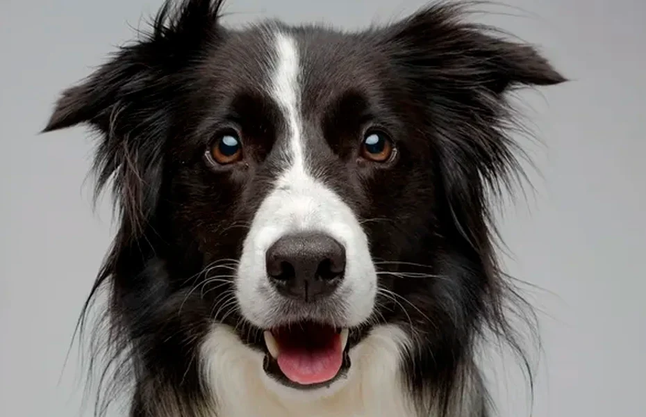 imagem nomes de cachorro